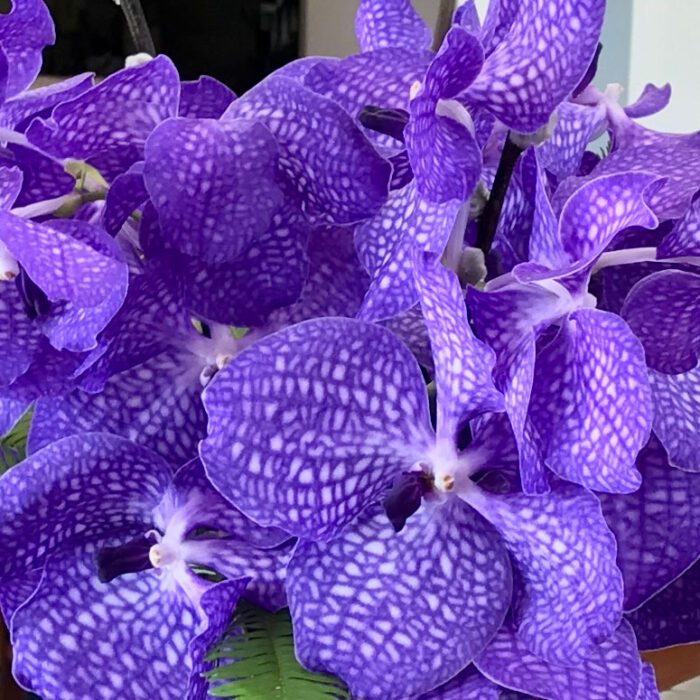 Vanda-Orchid
