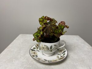 Planted Tea Cup