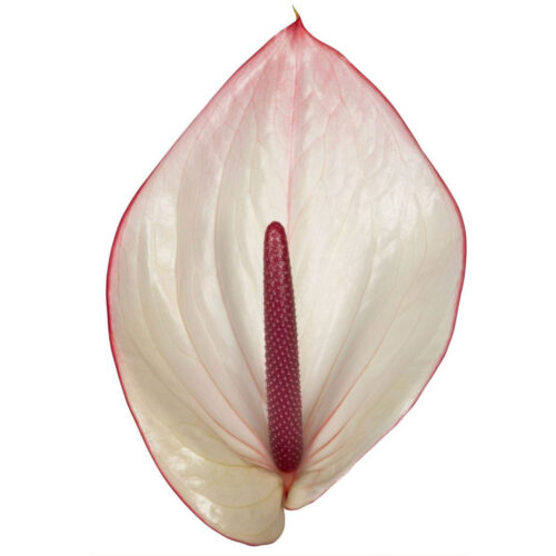 facetto flower