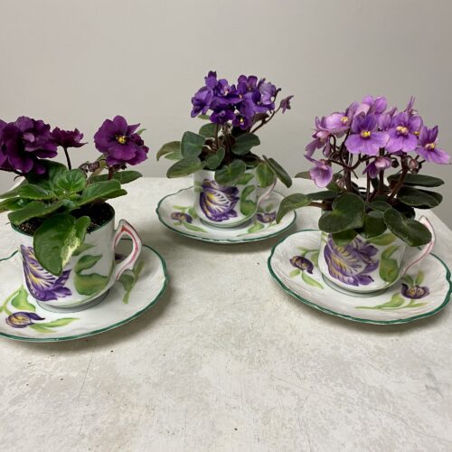 Vintage and Antique Demitasse Cup and Saucer Plants