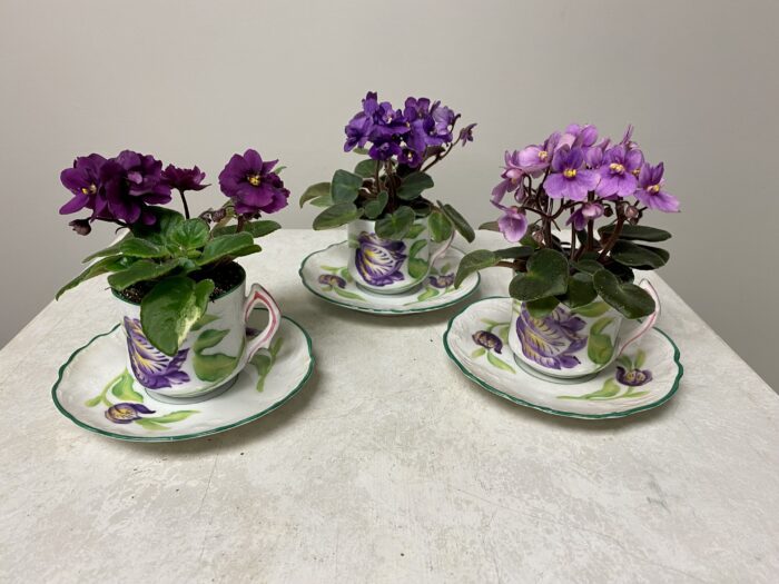 Vintage and Antique Demitasse Cup and Saucer Plants