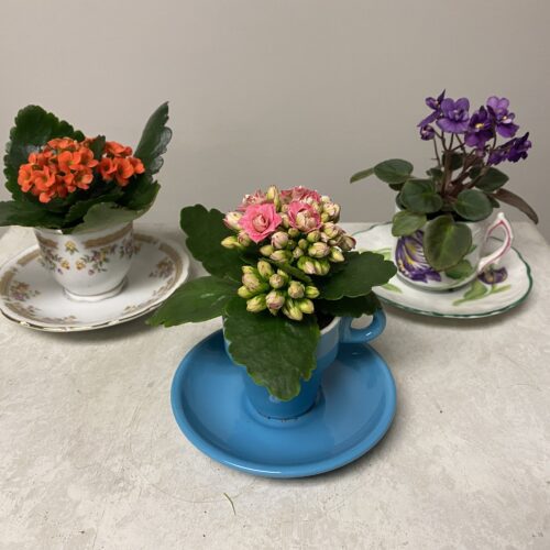 Vintage-cup-and-saucer-kalanchoes_4150