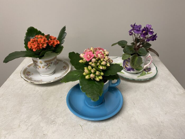 Vintage-cup-and-saucer-kalanchoes_4150