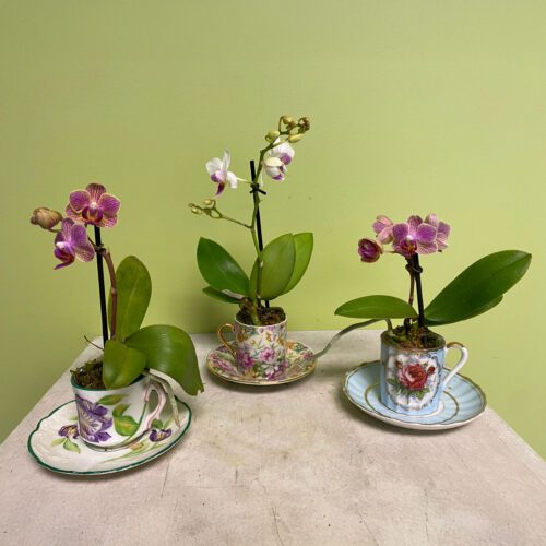 mini-orchids-in-demitasse-cups