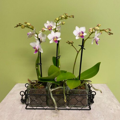 miniature-phaleonopsis-orchids-in-caddy