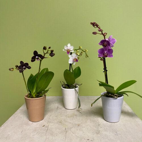 miniature-phaleonopsis-orchids-in-pot