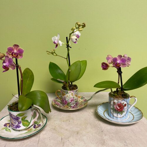 miniature-phaleonopsis-orchids-in-tea-cup