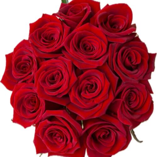 A dozen gorgeous red Explorer Roses