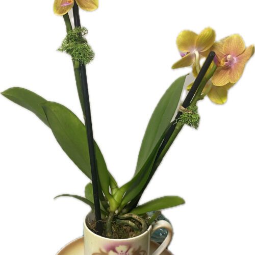 miniature-orchids-in-vintage-cup