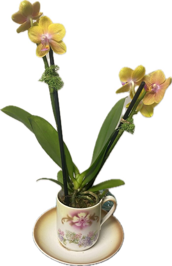 miniature-orchids-in-vintage-cup