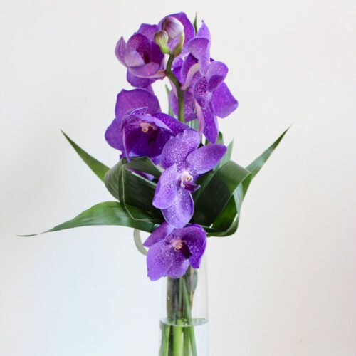 Blue Magic Vanda Orchid Bud Vase