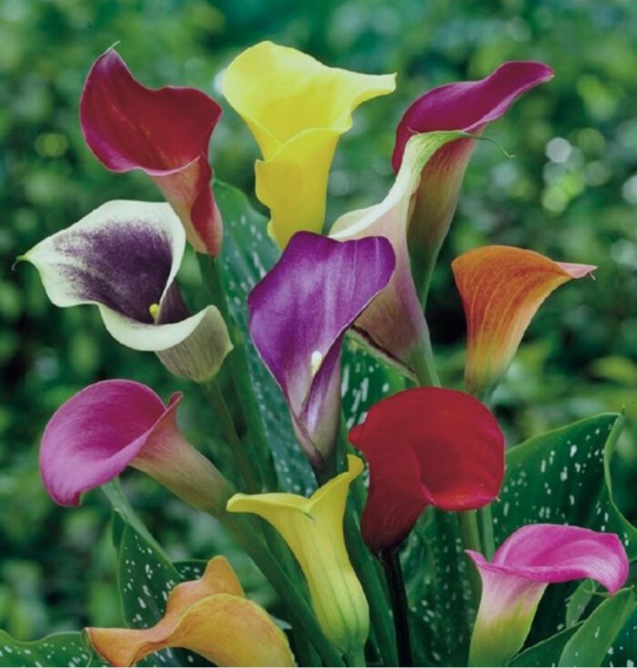 miniature-calla-lillies-mixed-colors