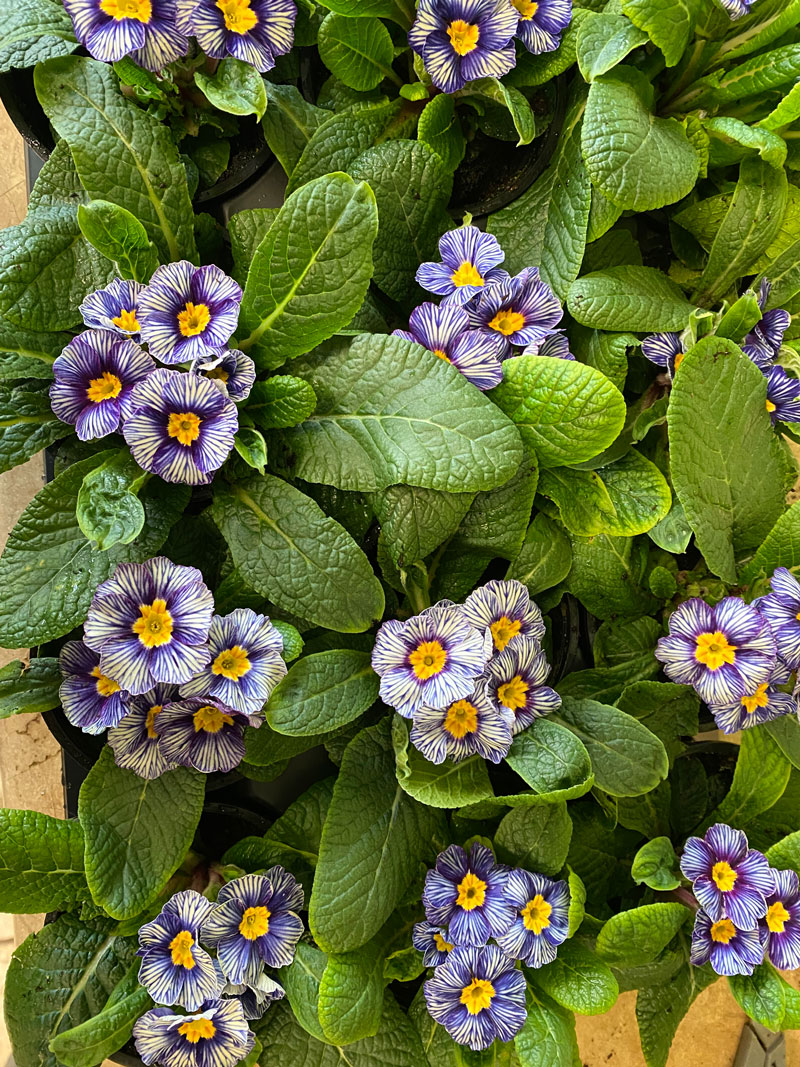 tucker-garden-flowers-indoors