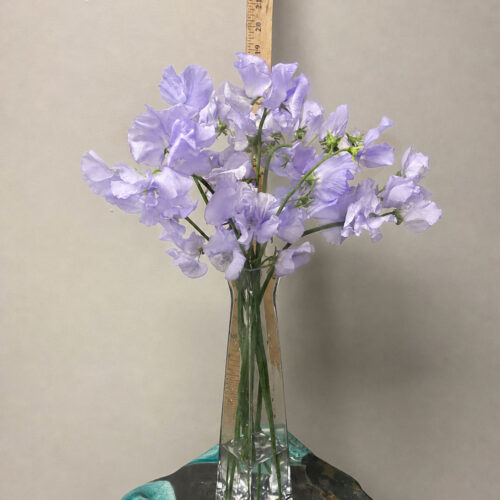 lavender-sweet-peas