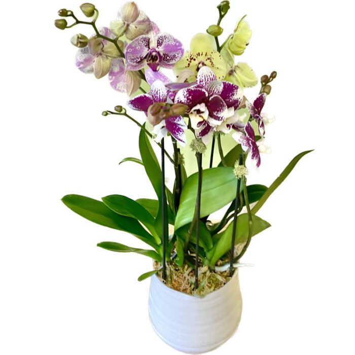 Phaleonopsis-Orchid-Dish-Garden