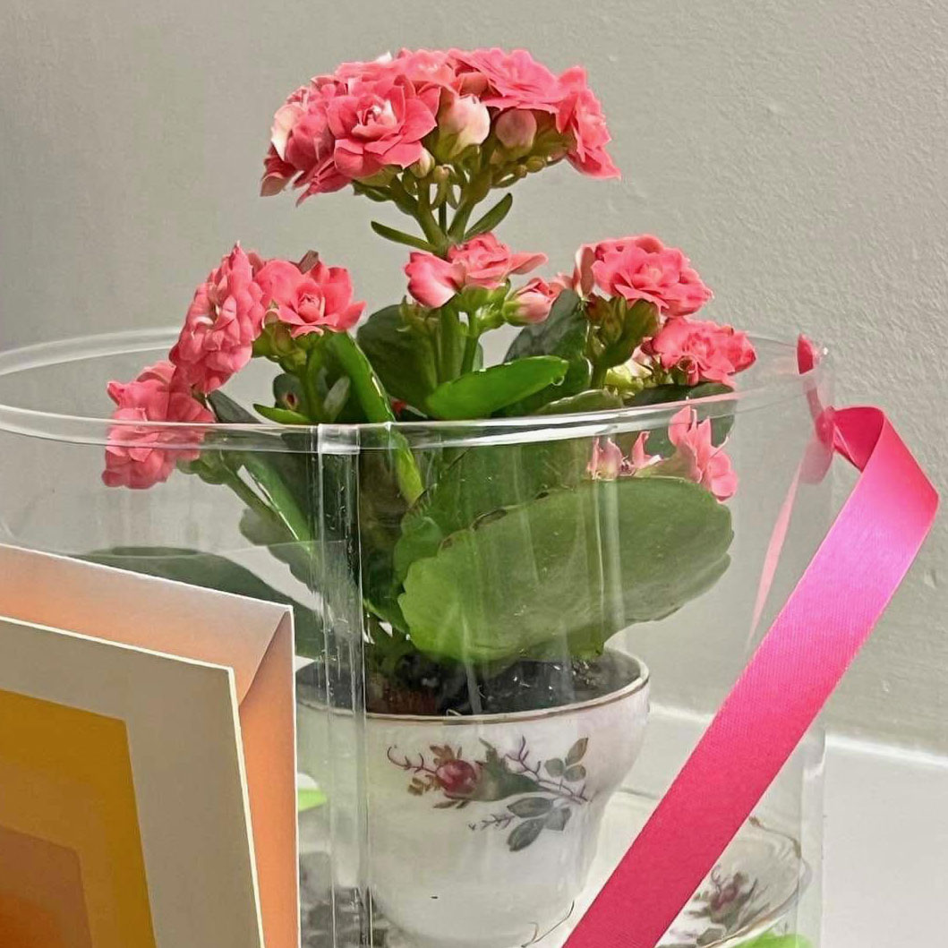 A plant with flowers given as a gift a hospital stay
