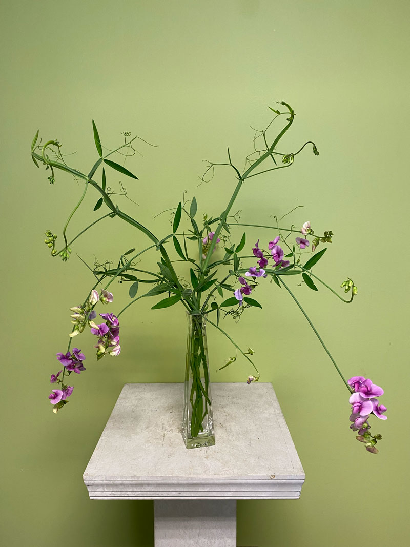 sweet-pea-flowers-in-vase