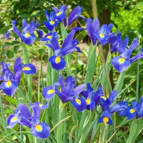 iris-blue-magic