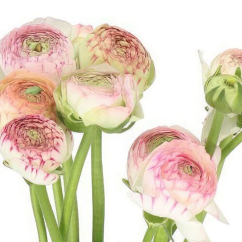 pink-stripe-ranunculus