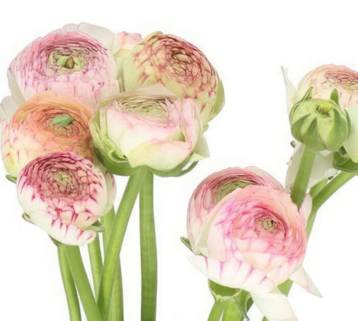 pink-stripe-ranunculus