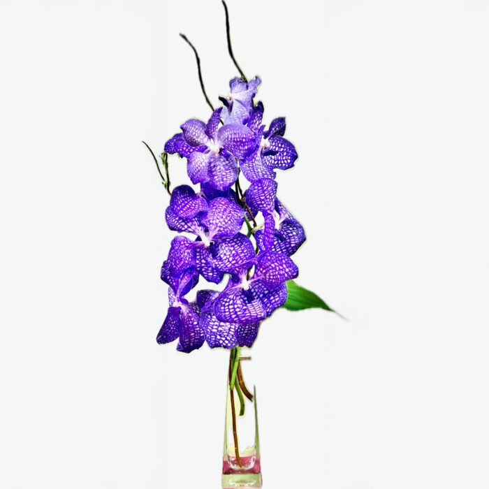 purple-orchids-in-vase