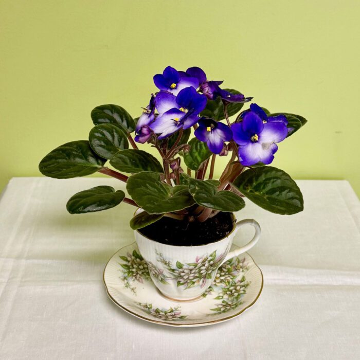 african-violet-in-teacup