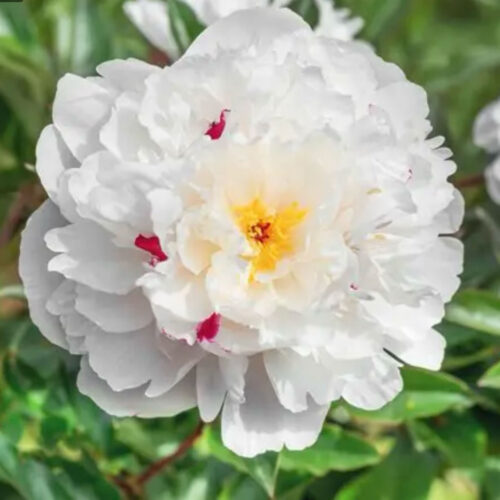 flowers - white peonies