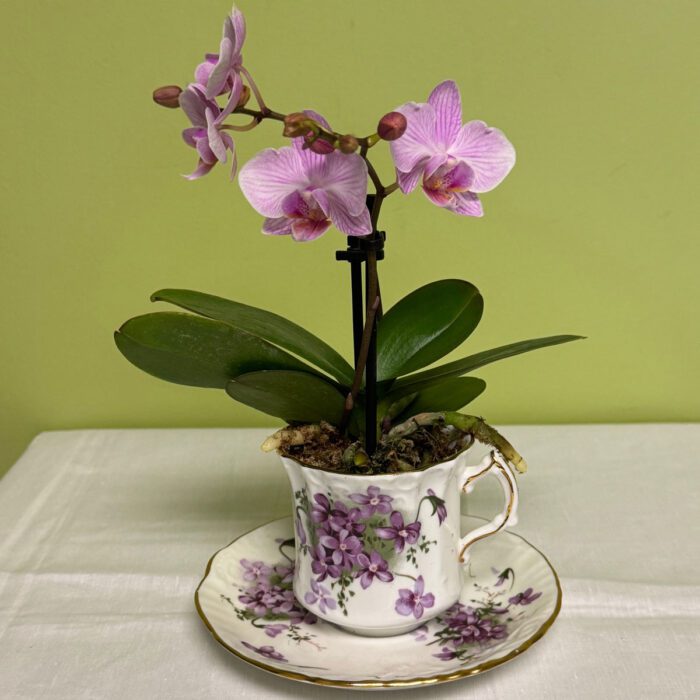 mini-orchids-in-teacup