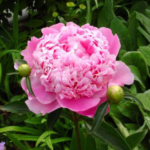 peony-monsieur-elie-tucker