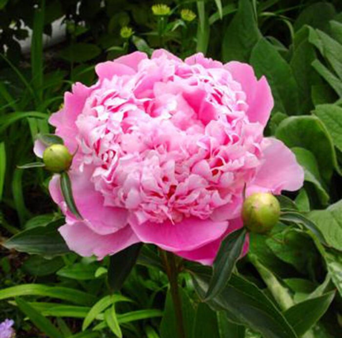 peony-monsieur-elie-tucker
